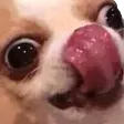 Emoji Amisahdoggo