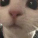 Emoji cat