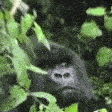 Emoji RT_gorilquimangebanane