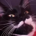 Emoji WolfiqueShocked_2