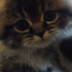 Emoji CatBoop