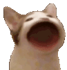 Emoji RT_popcat
