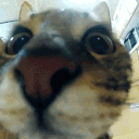 Emoji RT_catjump
