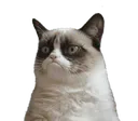 Emoji grumpycat