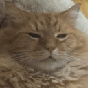 Emoji cat_confused