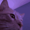 Emoji happy_cat_party