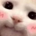 Emoji chat_mignon
