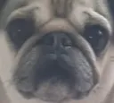 Emoji chien