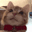 Emoji cat_slurp
