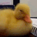 Emoji 68_Duck_no