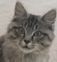 Emoji cat_emote