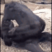 Emoji harambehorny