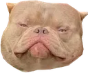 Emoji pitboule