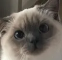 Emoji cutecat