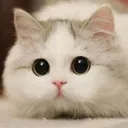 Emoji 2447cutekittystare