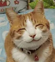Emoji chatsourire