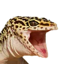 Emoji GeckoPog