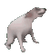 Emoji dogdance