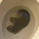 Emoji p_deadrat