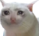 Emoji sadcat