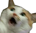 Emoji scaredcat