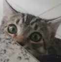 Emoji GR_CatSushiPeek