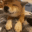 Emoji 9399doggopet