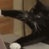 Emoji cattap