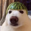 Emoji melondog