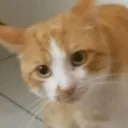 Emoji kuro_cat