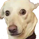 Emoji chien