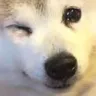 Emoji winkDog