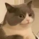 Emoji CC_Cat_Hmm