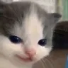 Emoji EC_catlate