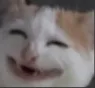 Emoji chatquirigole