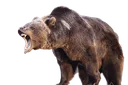 Emoji grrrbear