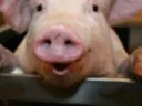 Emoji happypigs