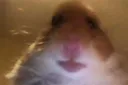 Emoji hamster