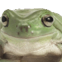 Emoji F_FrogNo