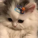 Emoji CHAT_kittyshy