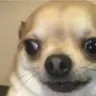 Emoji dogeshocked
