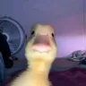 Emoji StareDuck