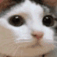 Emoji CHATcatnoo