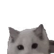 Emoji CHATcathello