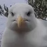 Emoji mouette_judging
