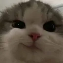 Emoji miaou