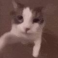 Emoji CHAT_catkiss
