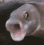 Emoji fish