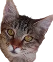Emoji NL_ah_bon