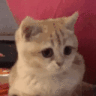Emoji catyes